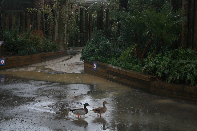 Zoo de Barcelona 15-03-11 107 Zoo de Barcelona 15-03-11 107
