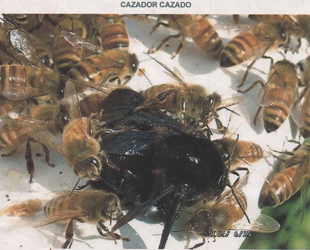 Cazador cazado