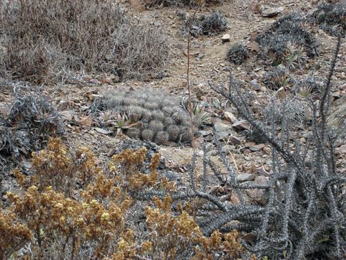 Copiapoa cinerascens