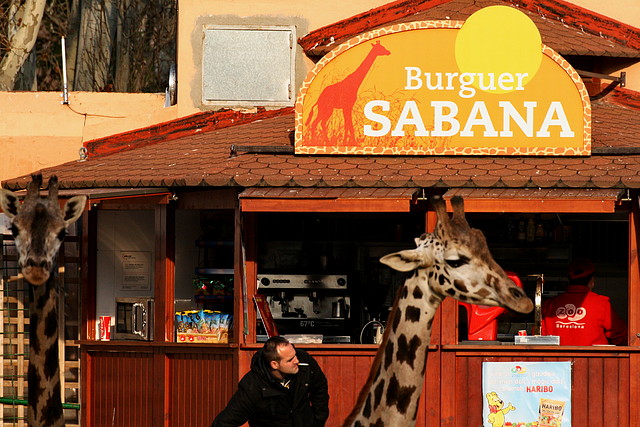 Zoo de Barcelona 13-02-11 120 Zoo de Barcelona 13-02-11 120