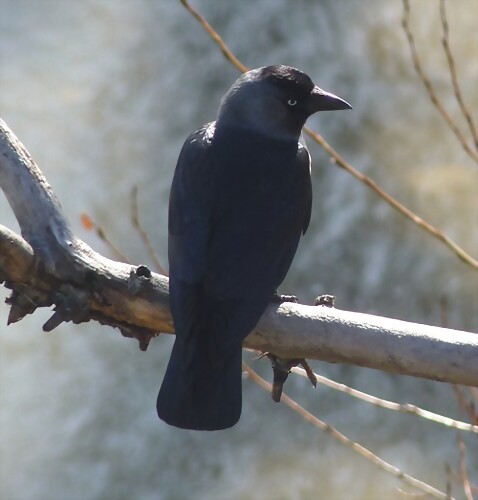 Corvus monedula spermologus (2-3-14 Zaragoza) Corvus monedula spermologus (2-3-14 Zaragoza)