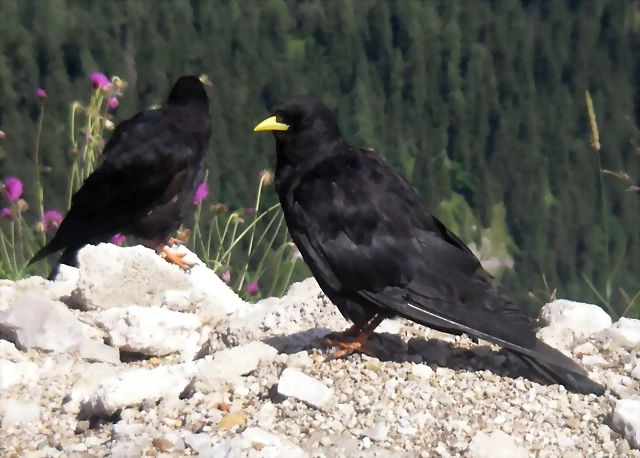 Pyrrhocorax graculus (24-8-12 Nido del ?guila) Pyrrhocorax graculus (24-8-12 Nido del ?guila)