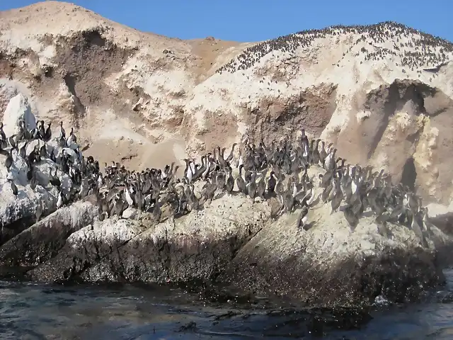 cormoranes2