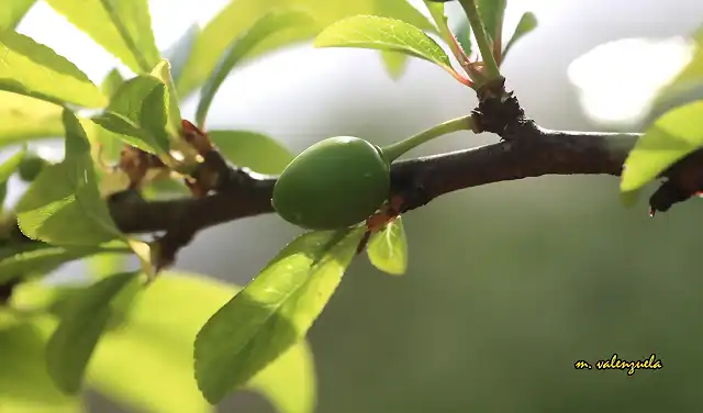 13, pero con ciruelas madurando, marca2