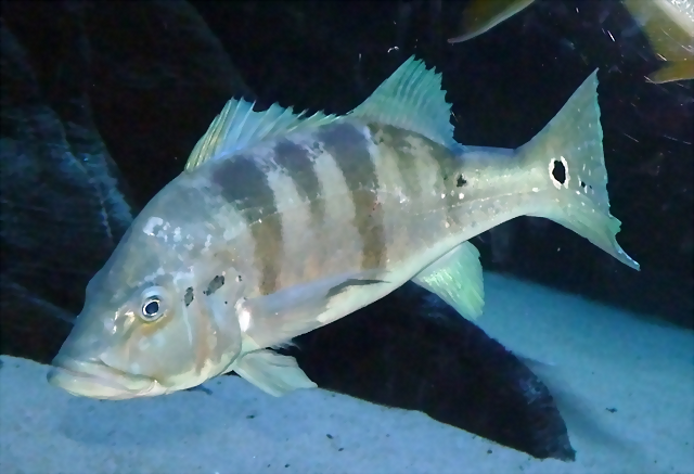 Cichla piquiti Cichla piquiti
