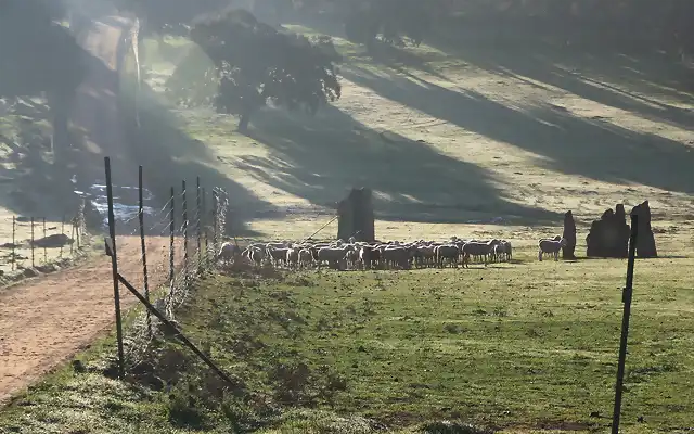 000b, hacia la carnicera