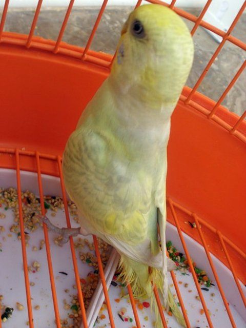 Pericanueva4 Pericanueva4