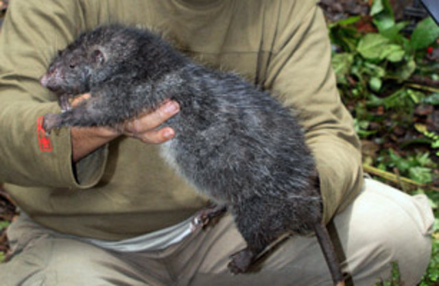 ratzilla ratzilla