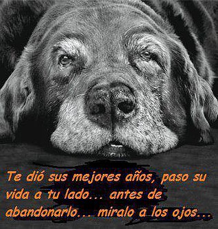 No lo abandones