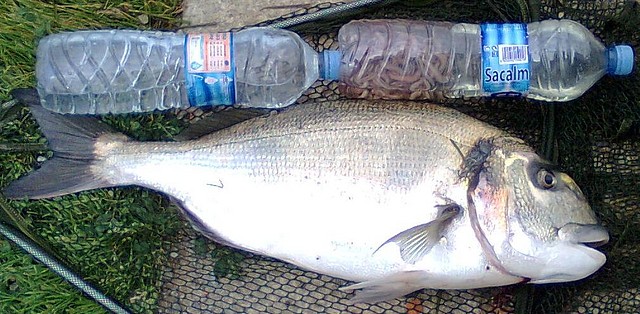 Dorada 5,2 kg 8-8-10.2 Comparada con dos botellas