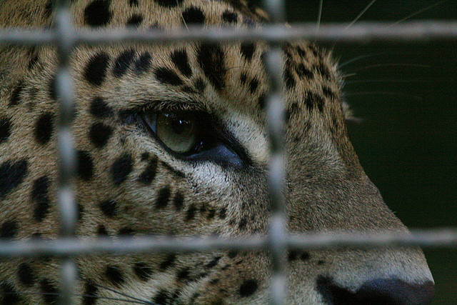 Zoo de Barcelona 05-11-10 337 Zoo de Barcelona 05-11-10 337