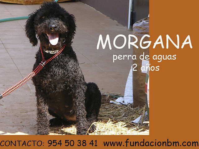 MORGANA 2 años MORGANA 2 años