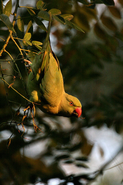 Zoo de Barcelona 11-12-2010 405 Zoo de Barcelona 11-12-2010 405