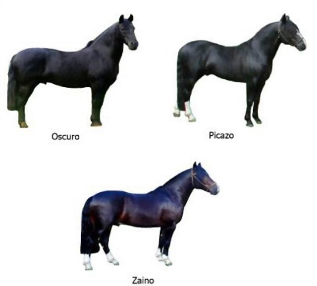 pelajes_de_caballos pelajes_de_caballos