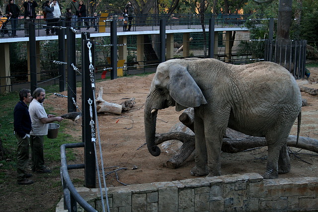 Zoo de Barcelona 11-12-2010 253 Zoo de Barcelona 11-12-2010 253