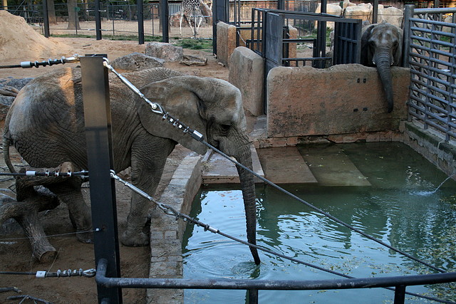 Zoo de Barcelona 11-12-2010 227 Zoo de Barcelona 11-12-2010 227