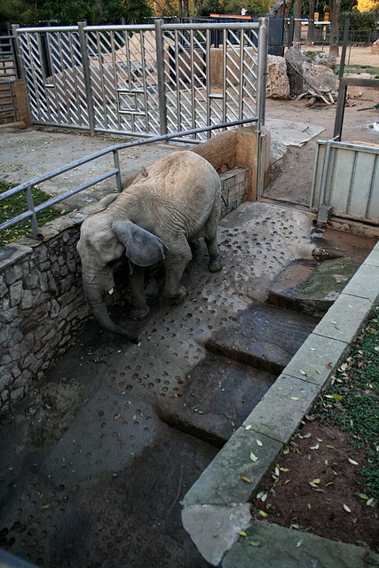 Zoo de Barcelona 11-12-2010 266 Zoo de Barcelona 11-12-2010 266