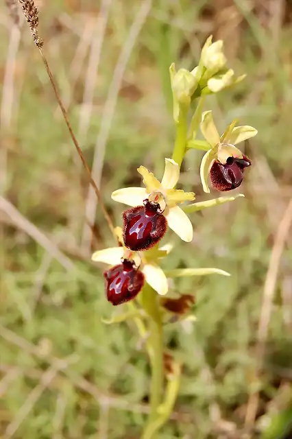 O. incubacea