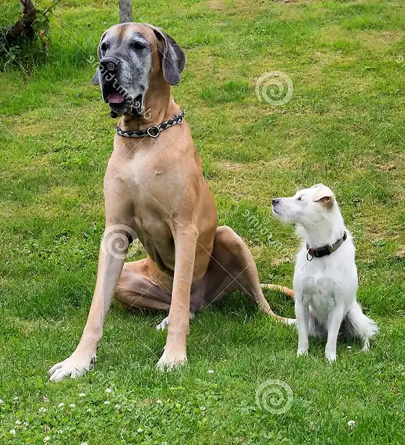 two-different-dogs-big-great-dane-small-white-mixed-breed-dog-sitting-next-to-each-other-backyard-76528216