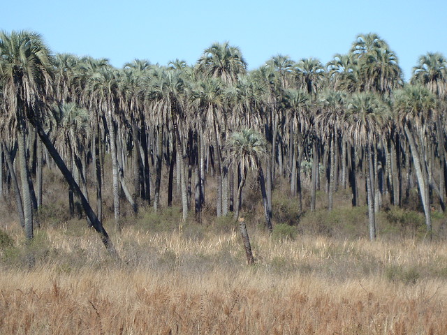 P.N. El Palmar