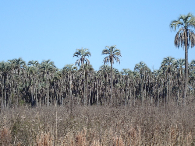 P.N. El Palmar