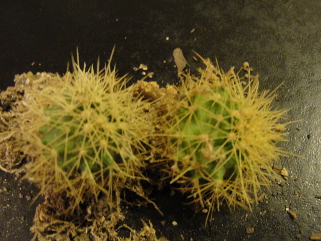 Ferocactus swarsi