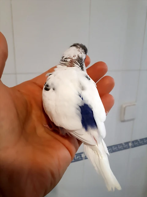 20190603_112952 20190603_112952