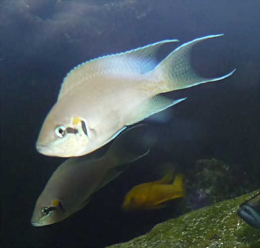 Neolamprologus brichardi 2 (19-7-23 Akvariet i Bergen) Neolamprologus brichardi 2 (19-7-23 Akvariet i Bergen)