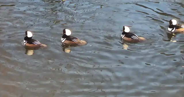 Pato de cresta (Lophodytes cucullatus)