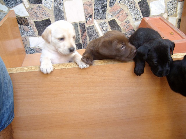 trio 045 trio 045
