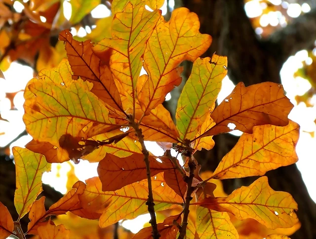 Quercus stellata-treegrow Quercus stellata-treegrow