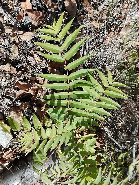 Ailanthus altissima