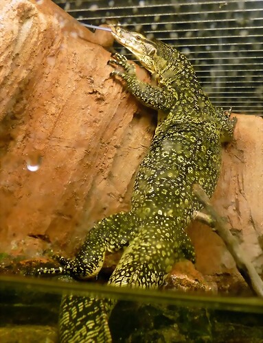 Varanus salvator (12-10-16 Acuario Fluvial de Zaragoza) Varanus salvator (12-10-16 Acuario Fluvial de Zaragoza)