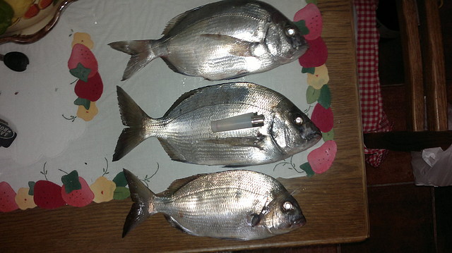 sarguitos sarguitos