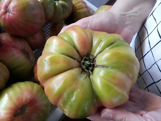 Tomate dorso Tomate dorso