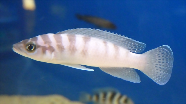 Neolamprologus cylindricus (5-8-17 Zoo Zajac) Neolamprologus cylindricus (5-8-17 Zoo Zajac)
