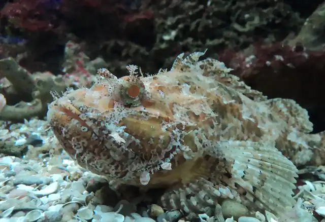 Cabracho (Scorpaena scrofa) Acuario Municipal de Santa Pola, Alicante