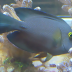 Ctenochaetus truncatus