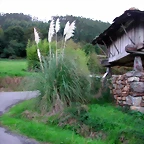 DSCN6336
