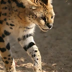 Zoo Lyon 2009 247