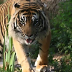 Zoo de Barcelona 01-07-2010 553