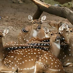 Zoo de Barcelona 10-10-10 166