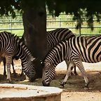 Zoo de Barcelona 11-10-10 023