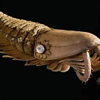 anomalocarido