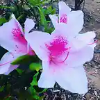 Pink Azalea