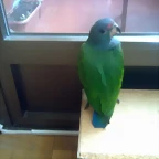 pionus menstruss