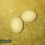 FB_IMG_1542753316902