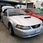Mustang gris