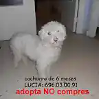 cachorro de 6 meses