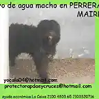 pdae macho en perrera de Mairena